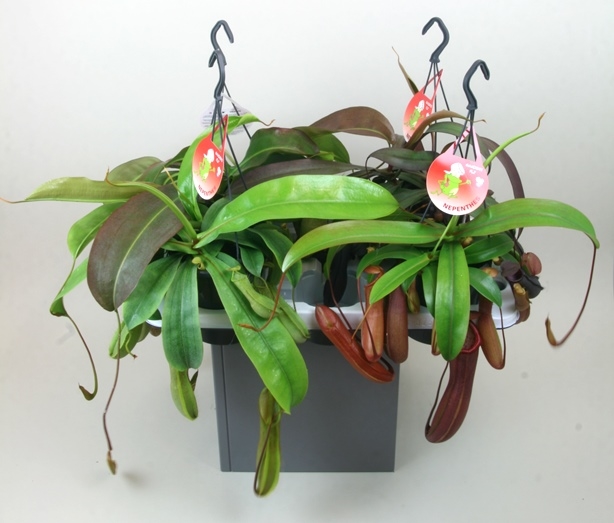 Nepenthes