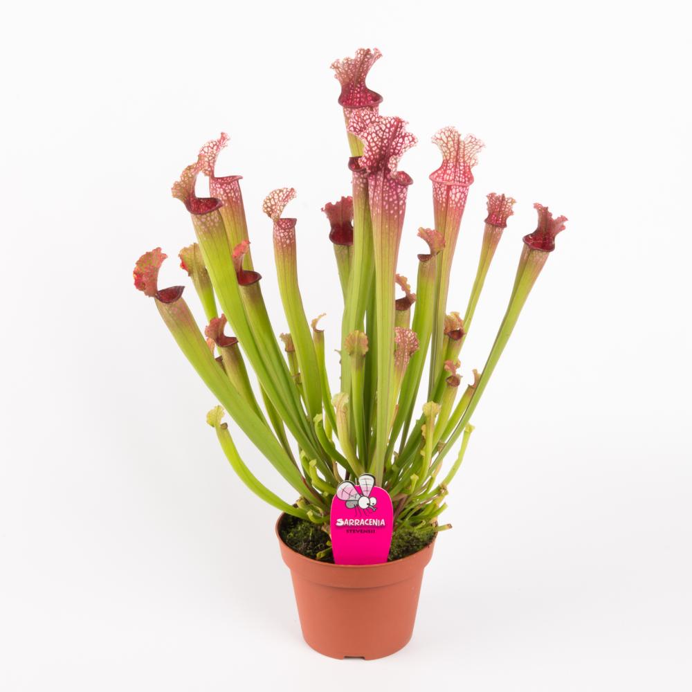 Sarracenia