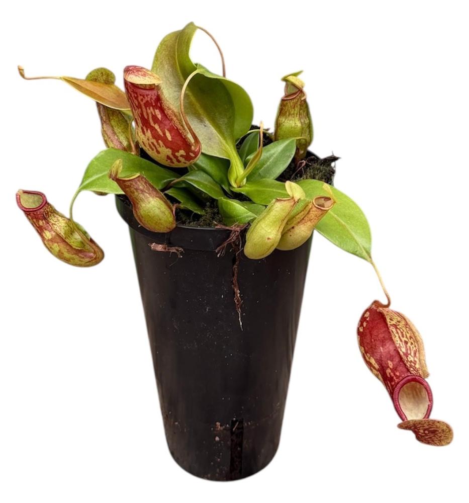 Nepenthes