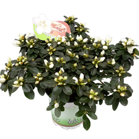 Rhod. simsii miss azalea fabienne