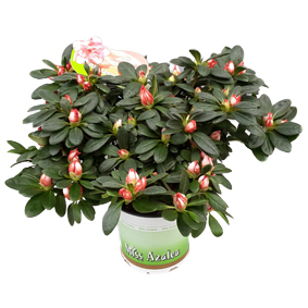 Rhod. simsii miss azalea aurelique