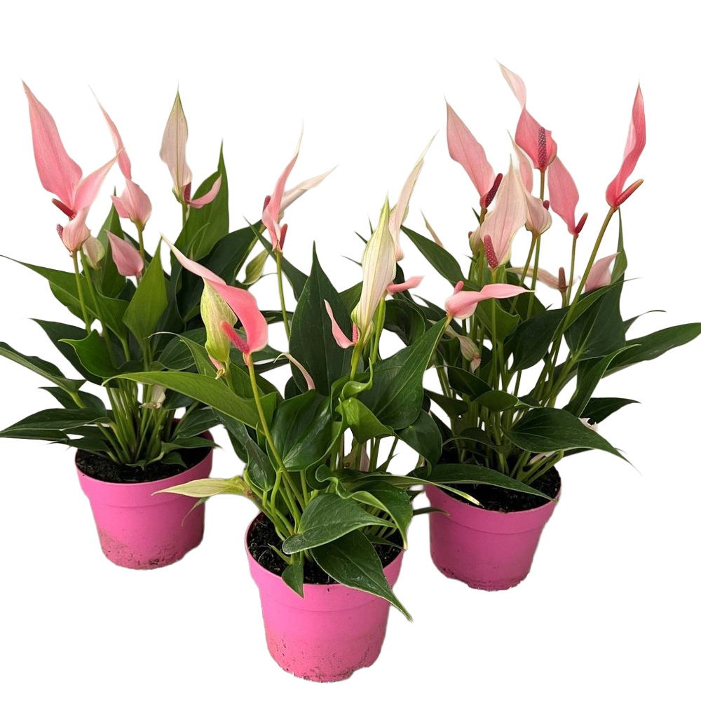 Anthurium andreanum lilli
