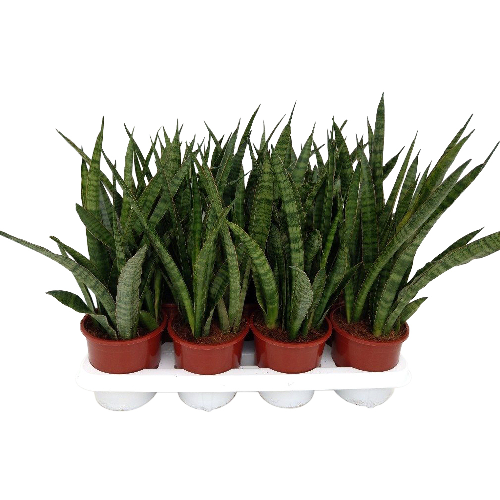 Sansevieria zeylanica greenline