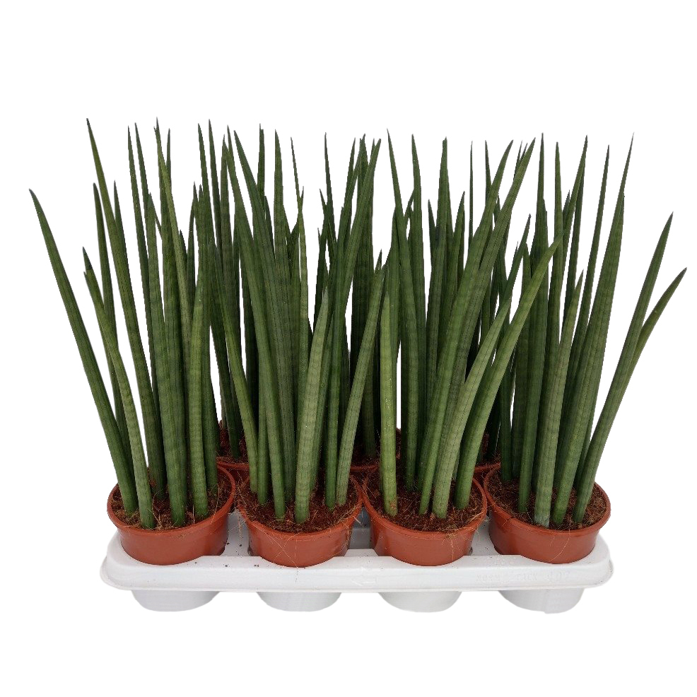 Sansevieria cylindrica nina