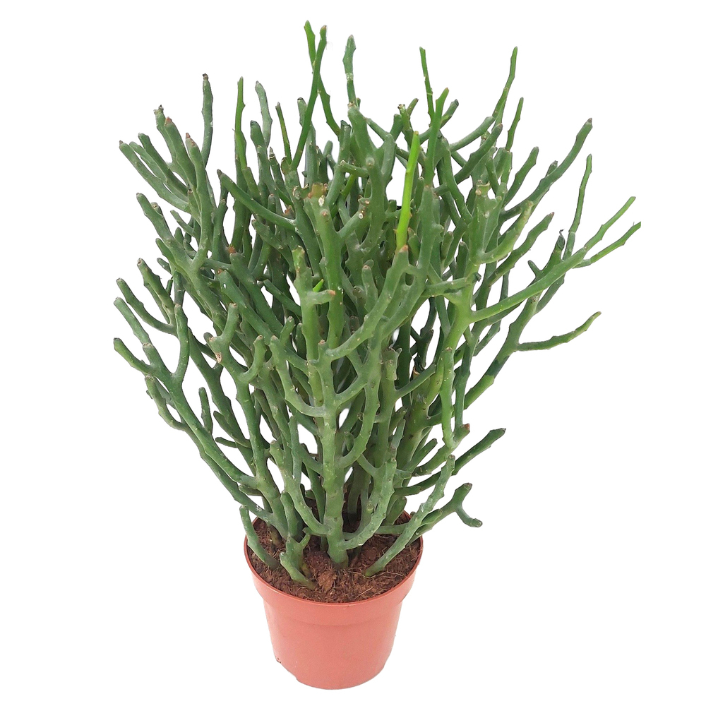 Euphorbia tirucalli
