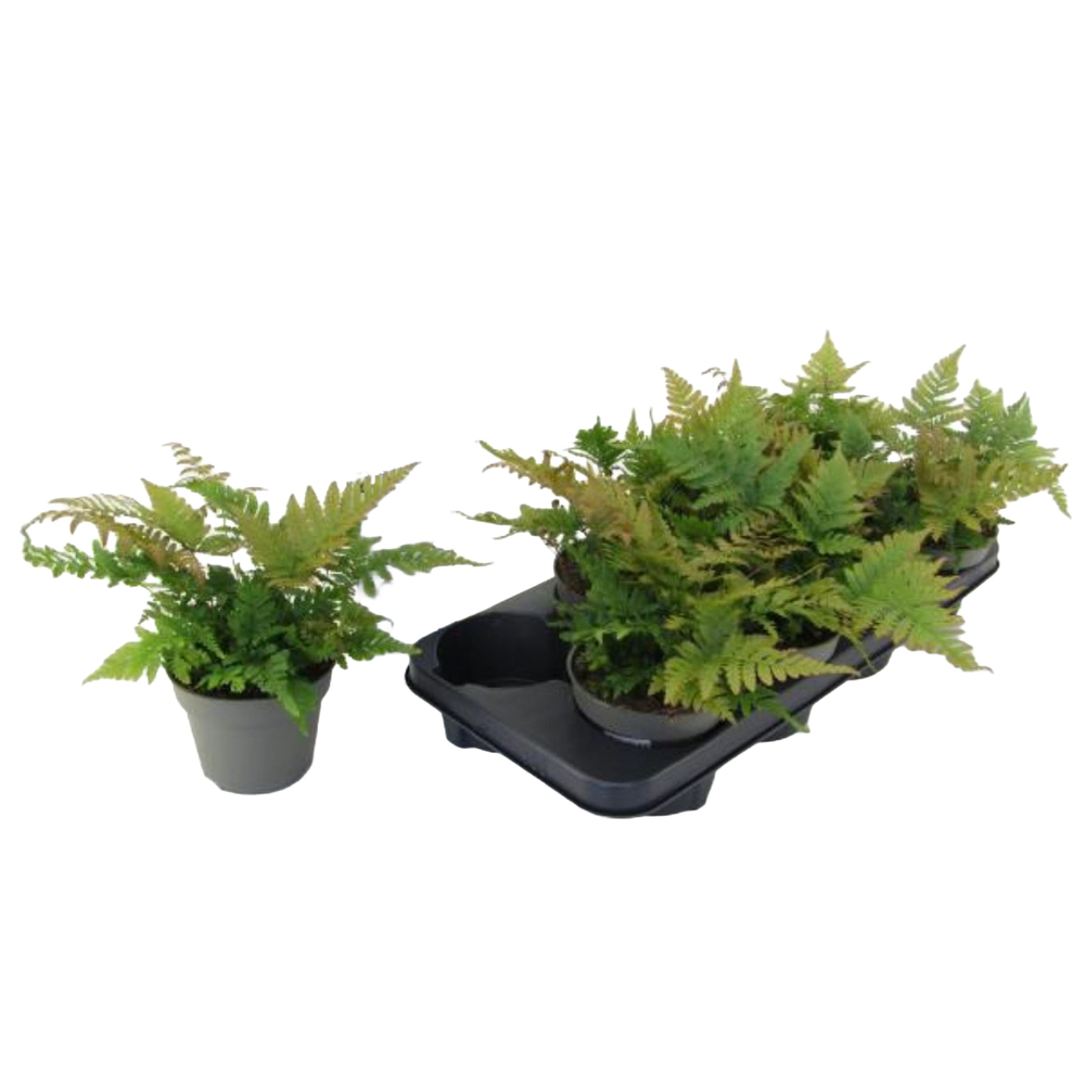 Dryopteris erythrosora