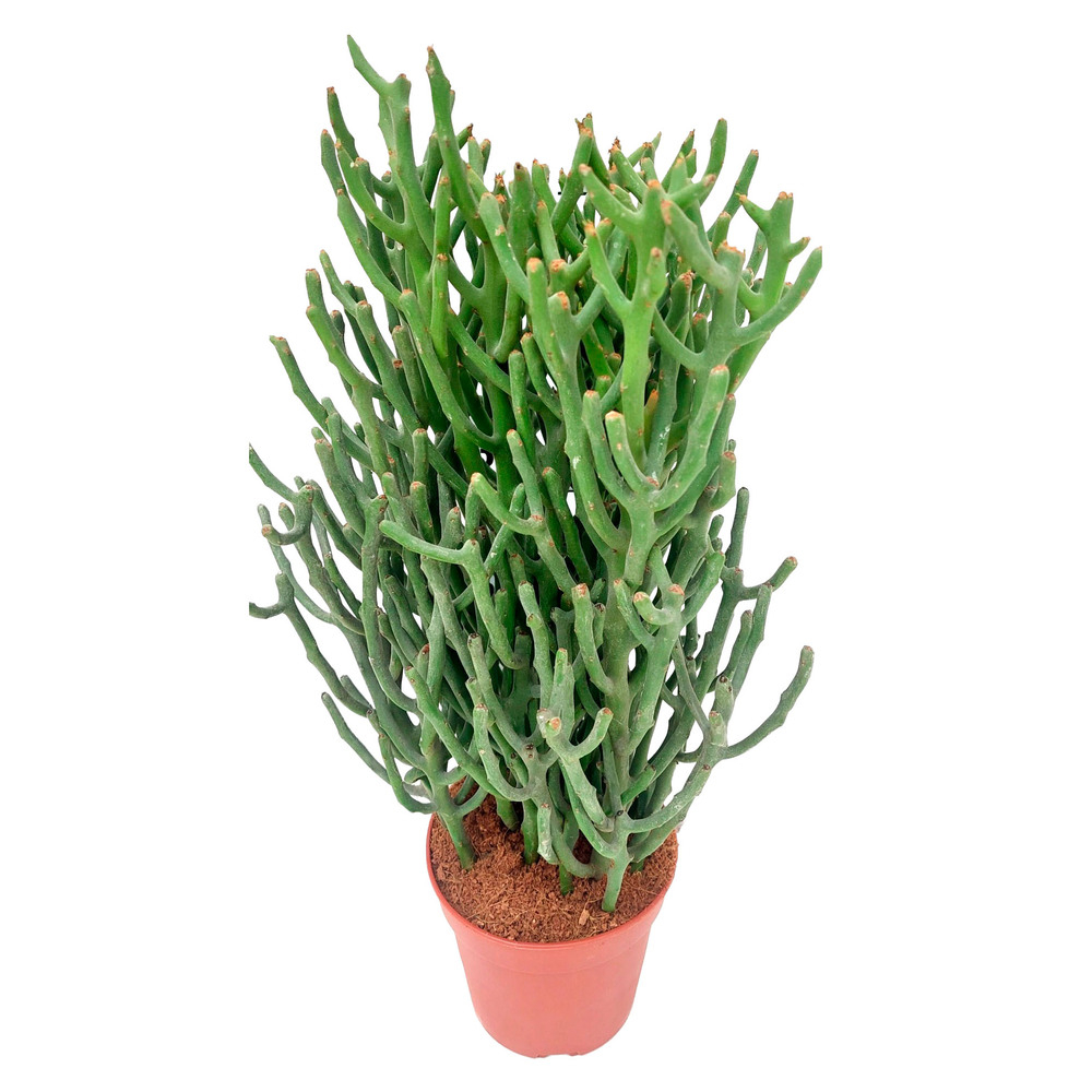 Euphorbia tirucalli