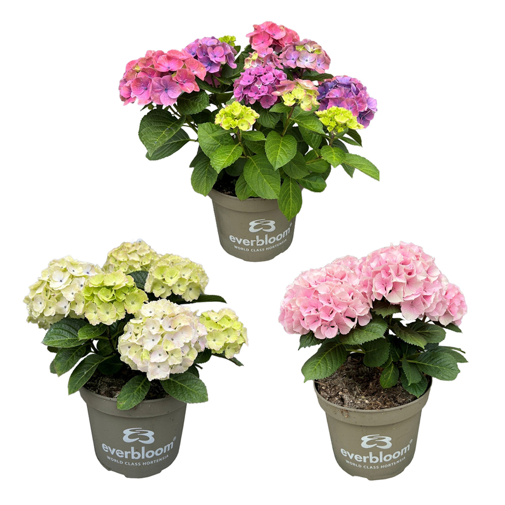 Hydrangea macrophylla everbloom cosmic
