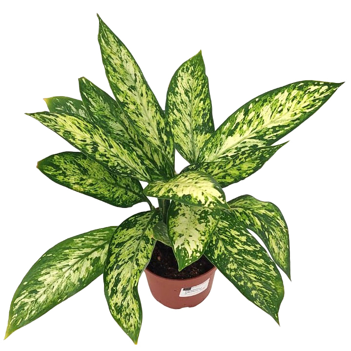 Dieffenbachia seguine vesuvius