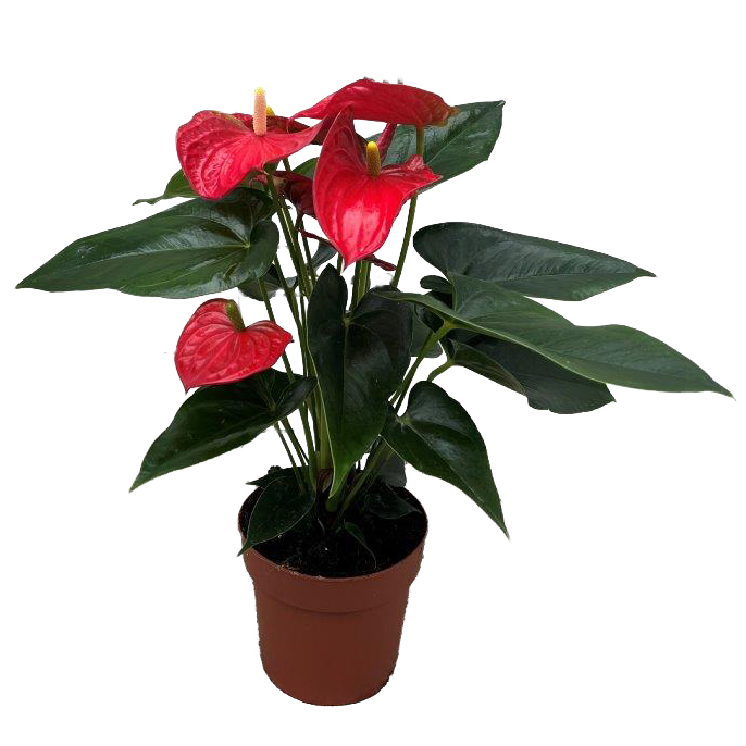 Anthurium andreanum bambino