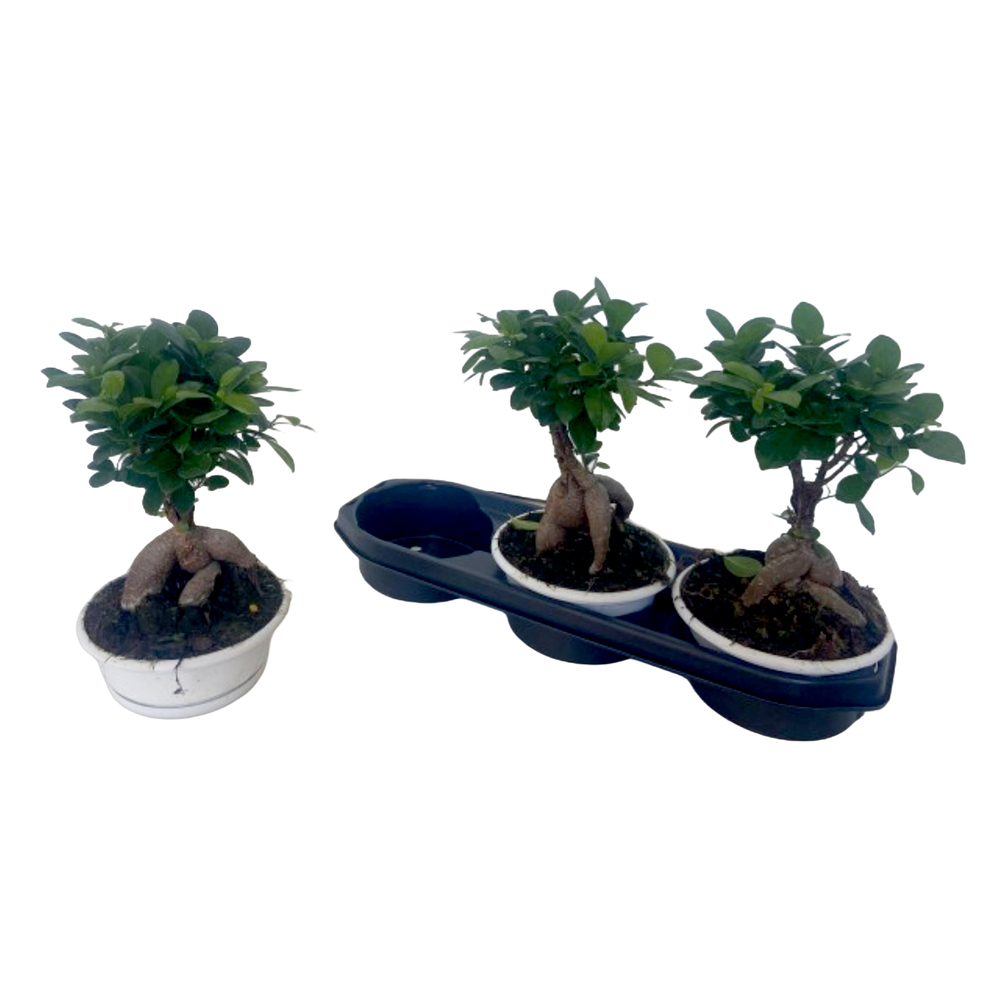 Ficus ginseng bonsai