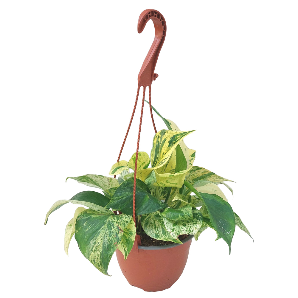 Epipremnum aureum marble