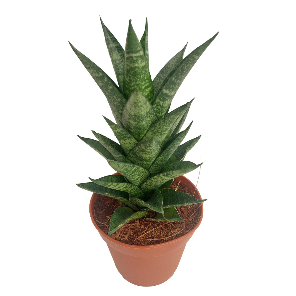 Sansevieria trifasciata pineapple