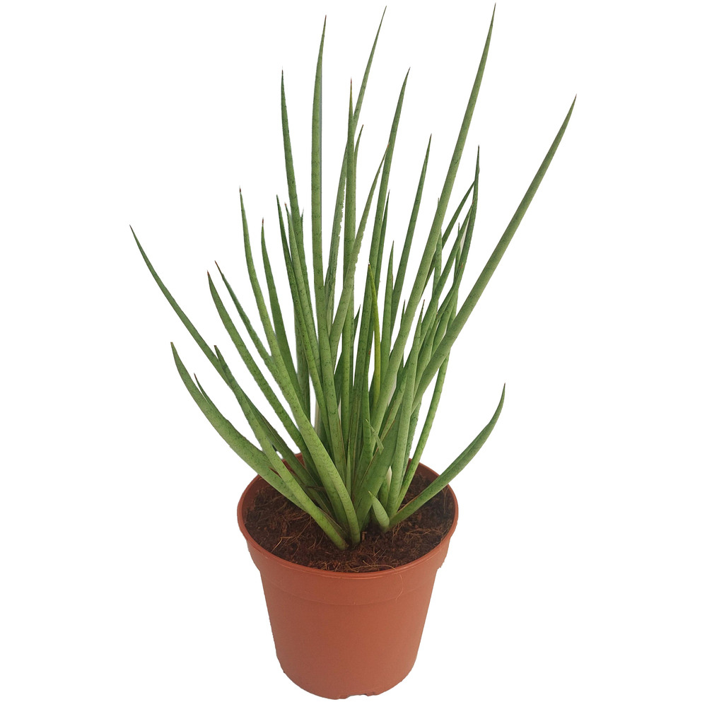 Sansevieria cylindrica new grey