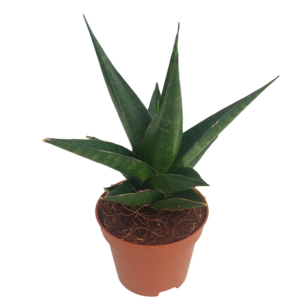 Sansevieria francisii spiky