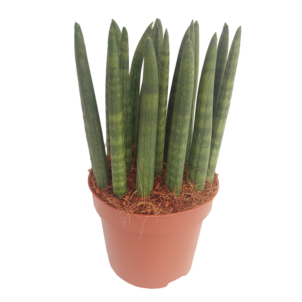 Sansevieria cylindrica straight dwarf