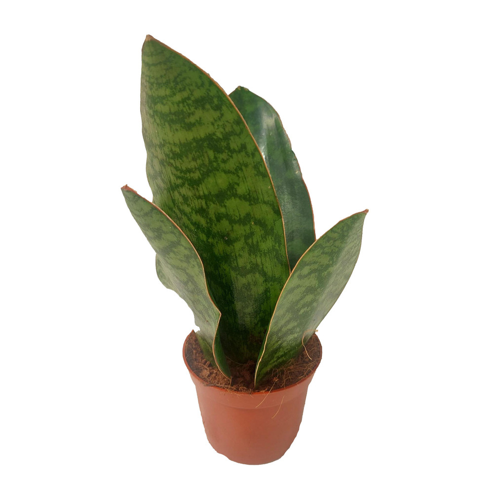 Sansevieria masoniana congo crown