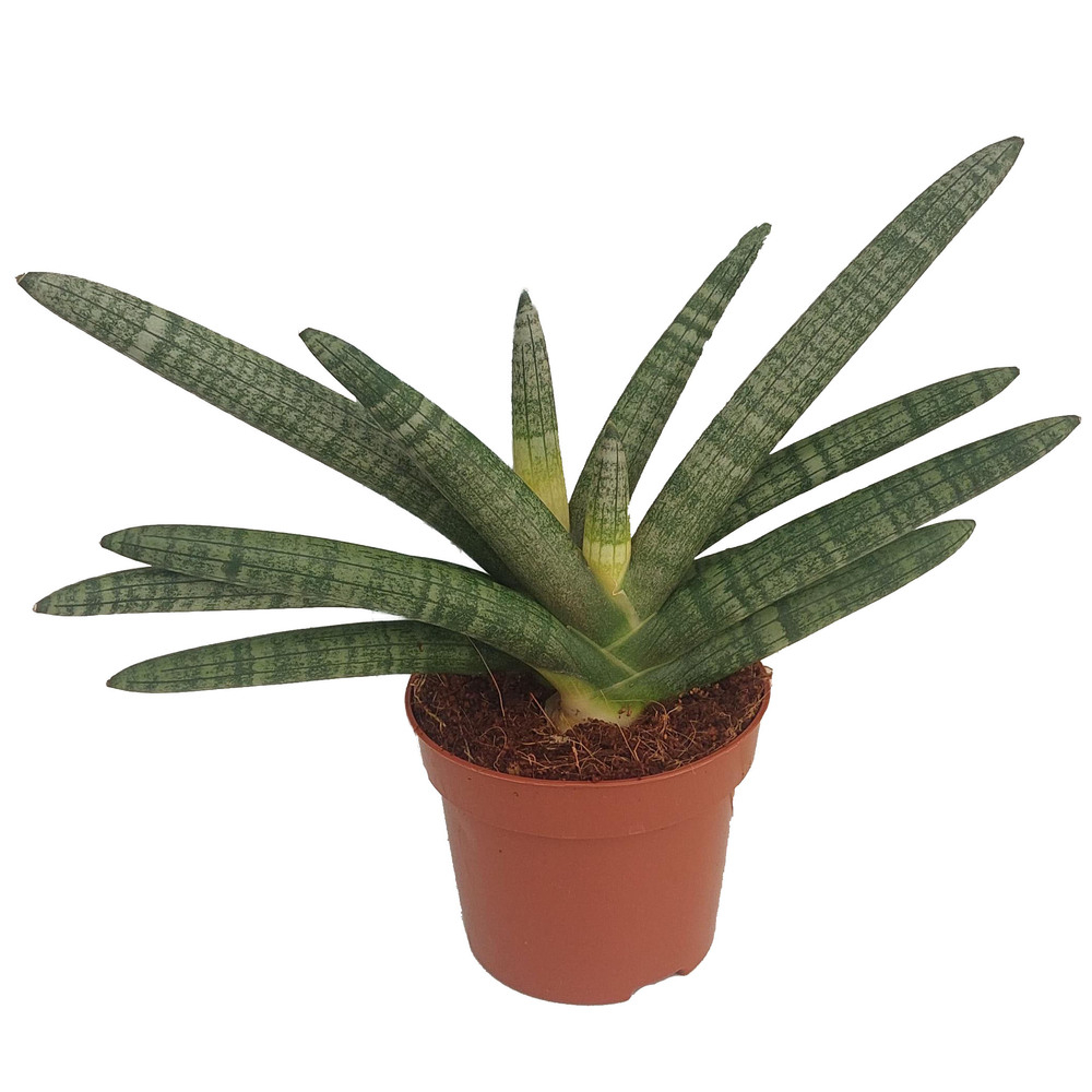 Sansevieria cylindrica boncel