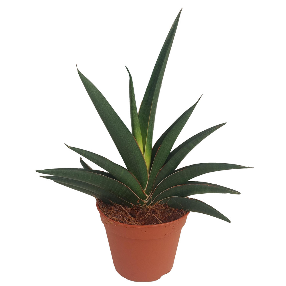 Sansevieria ehrenbergii samurai