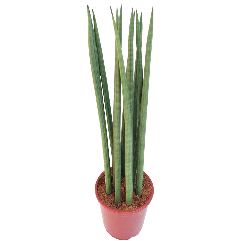 Sansevieria cylindrica straight