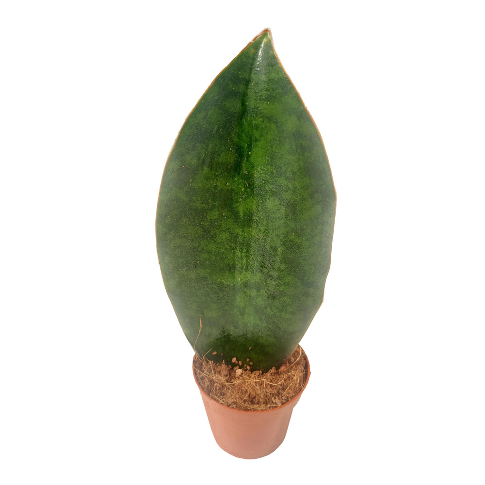 Sansevieria masoniana congo big leaf