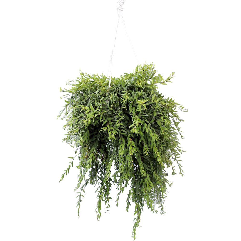 Aeschynanthus japhrolepis