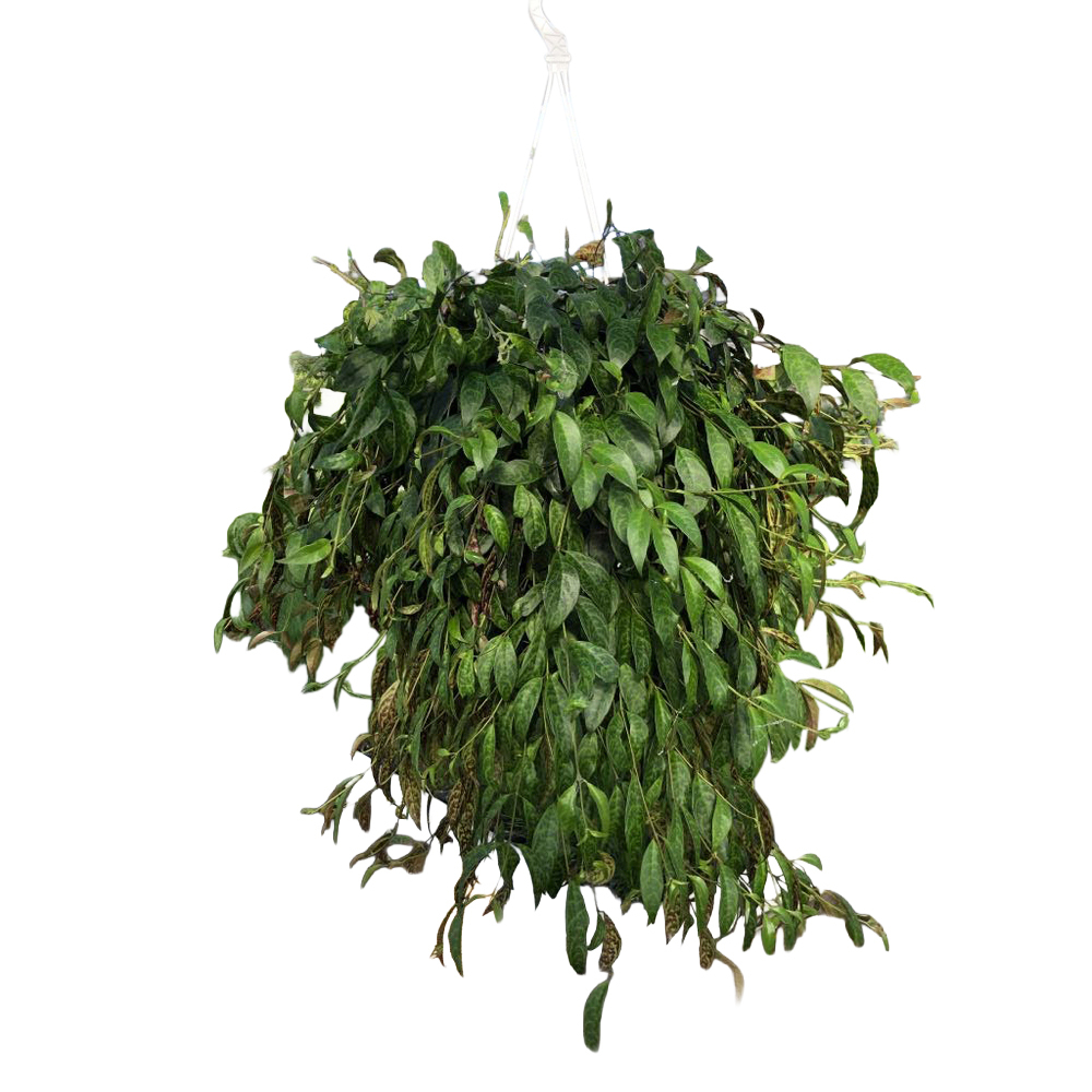 Aeschynanthus marmoratus