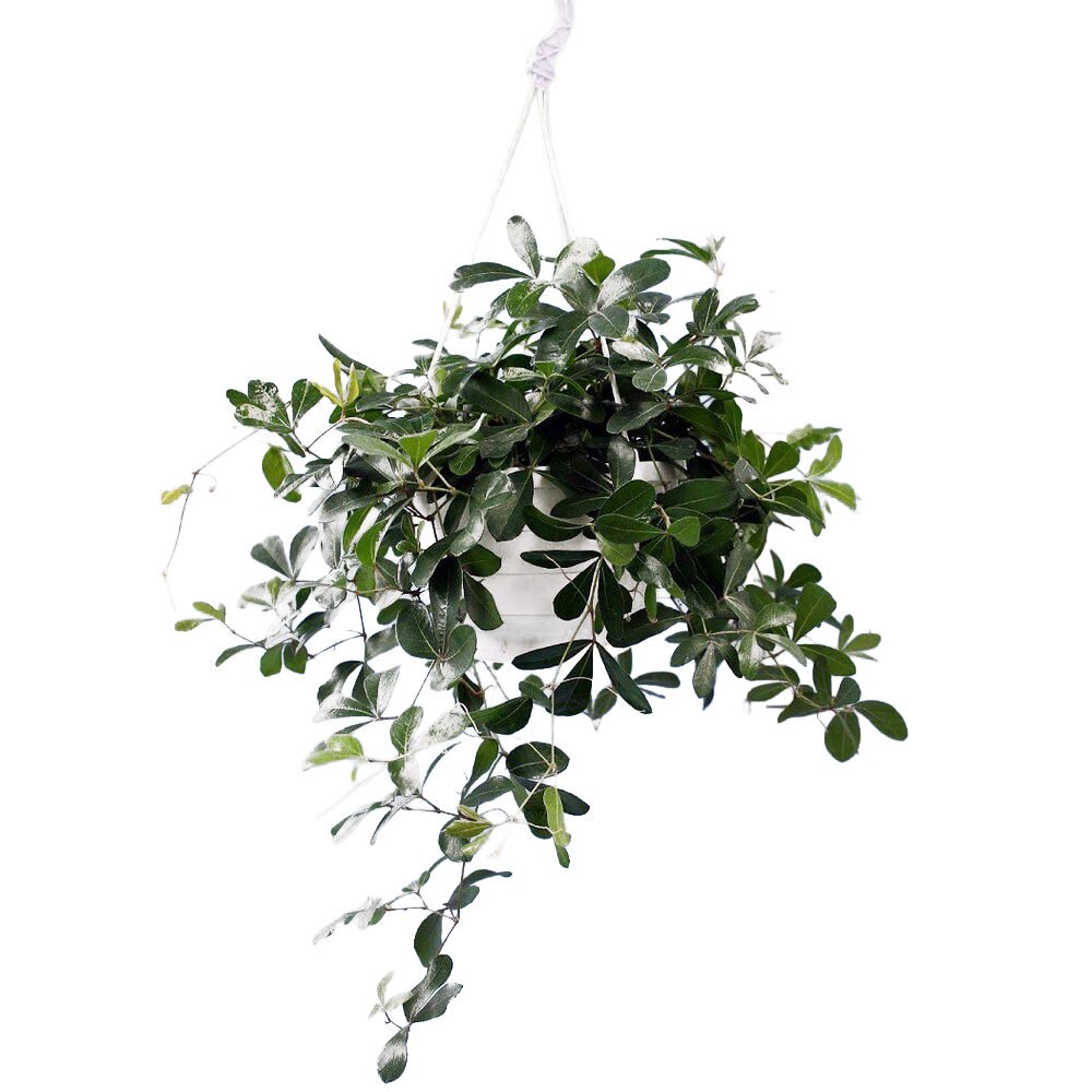 plantes d`intérieur