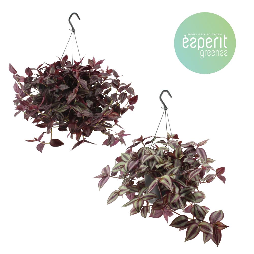 tradescantia