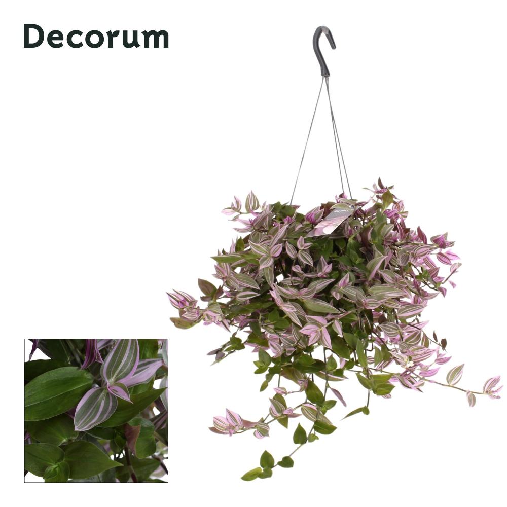 tradescantia