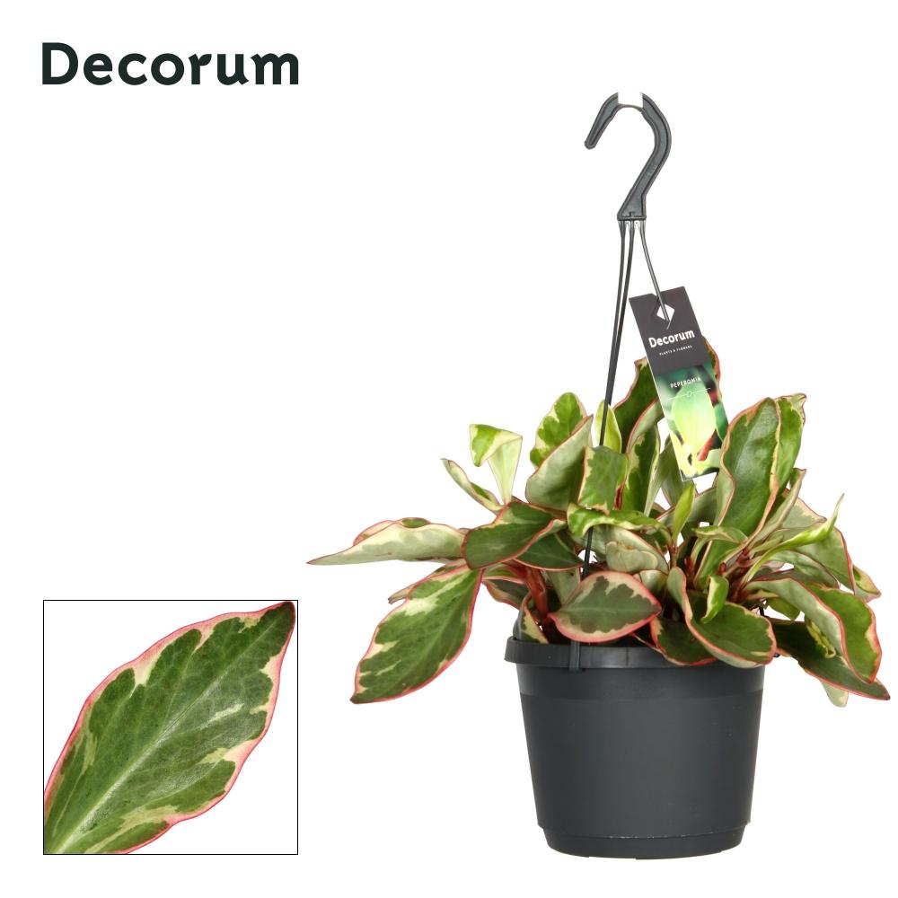 Peperomia
