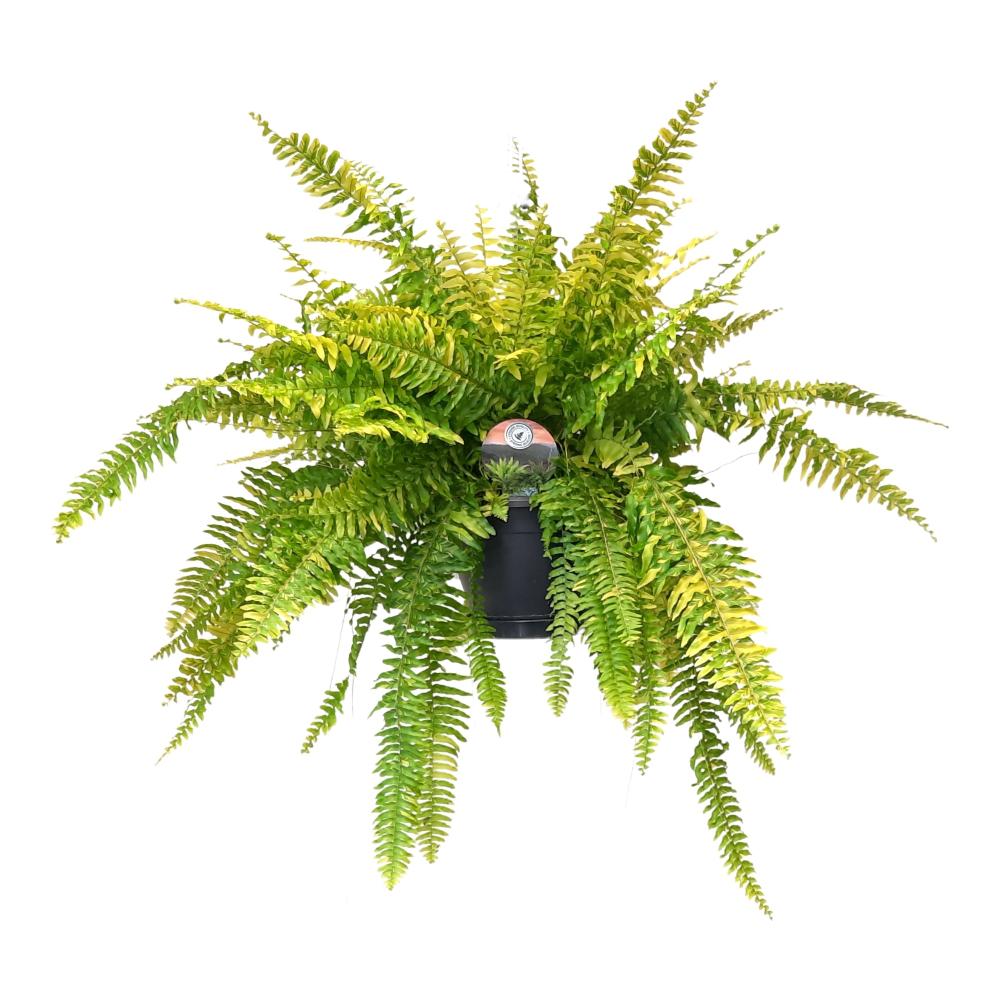 Nephrolepis