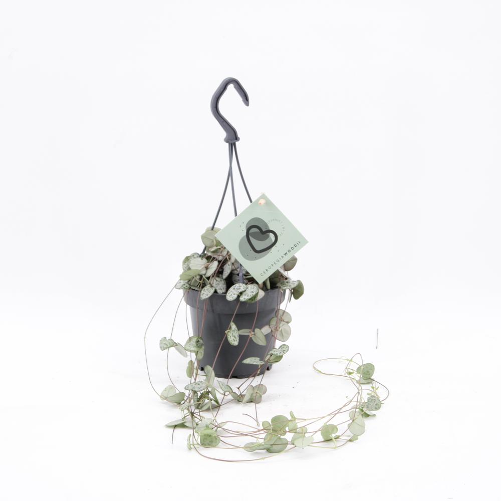 Ceropegia