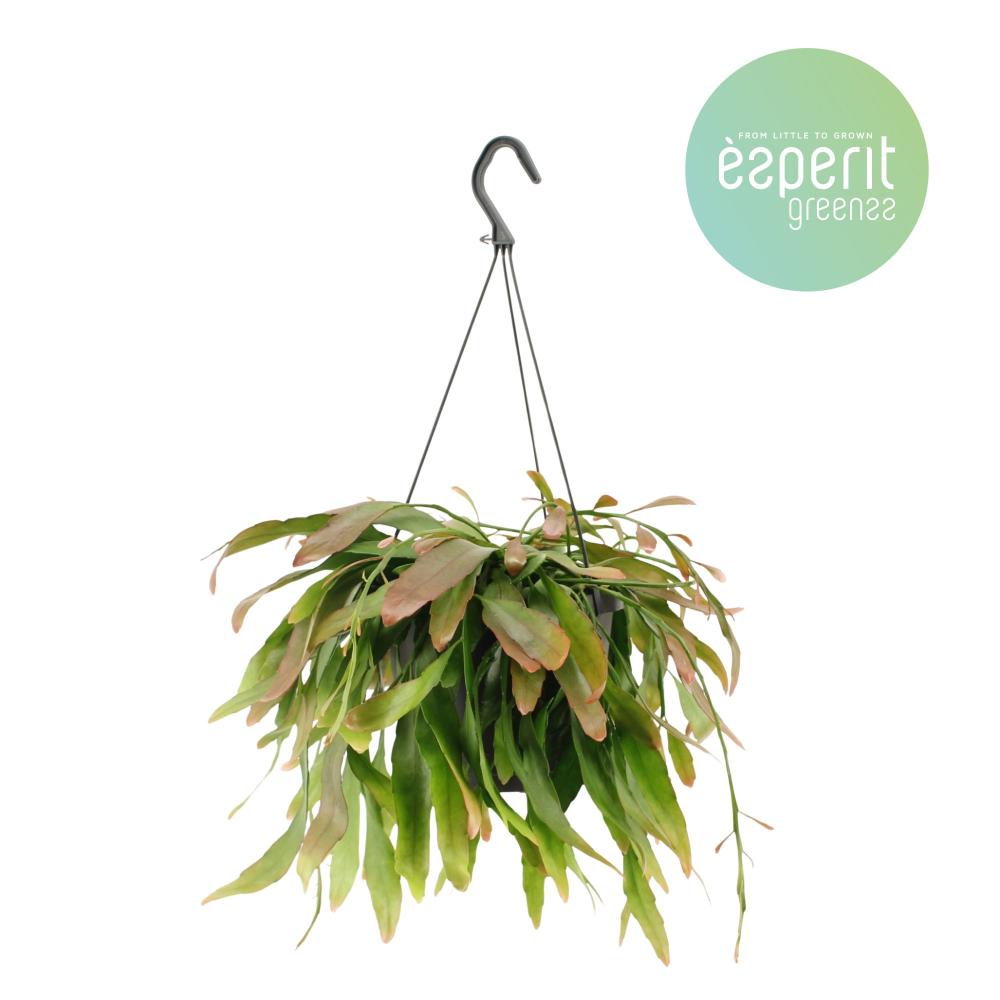 Pseudorhipsalis