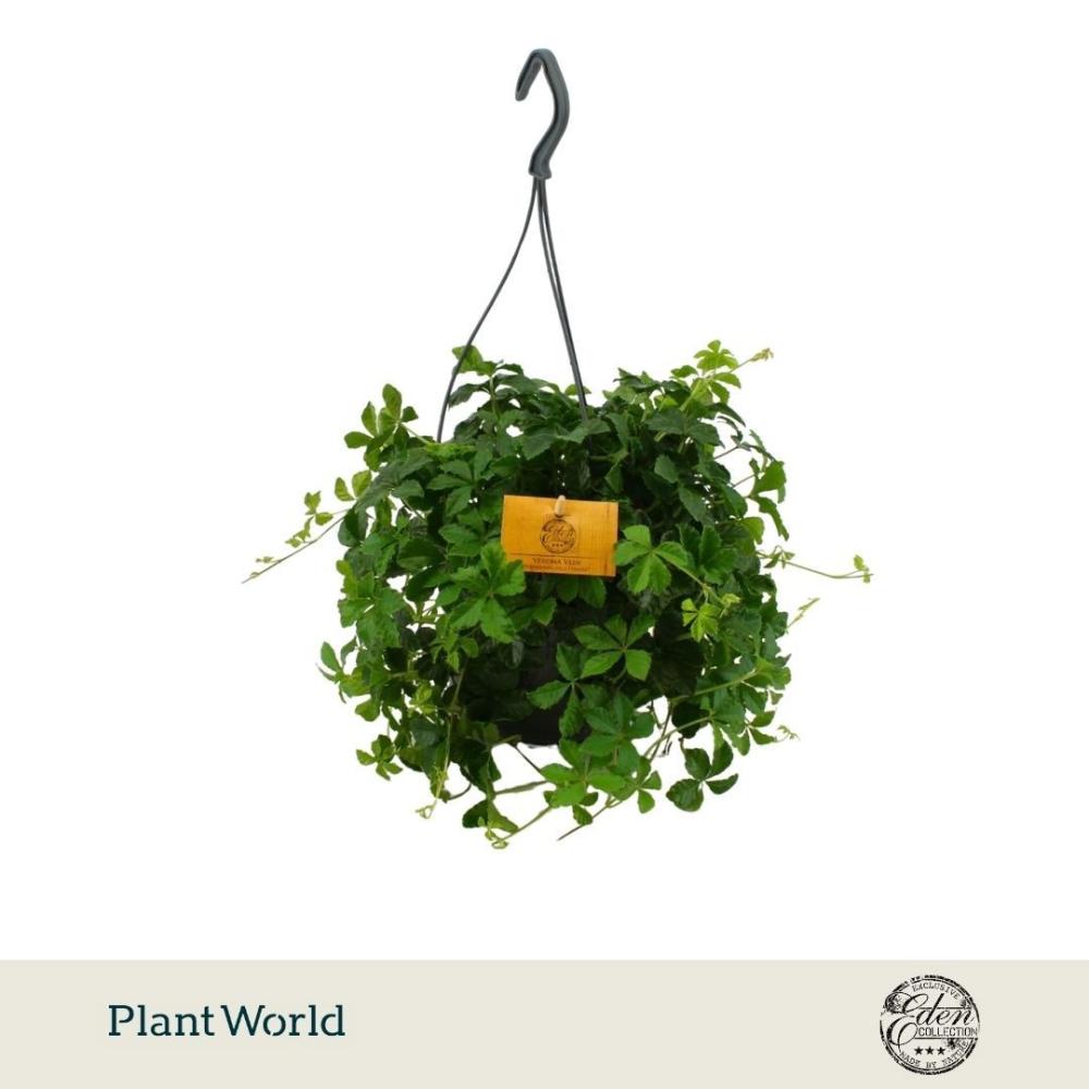 Parthenocissus