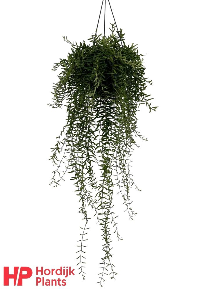 Aeschynanthus