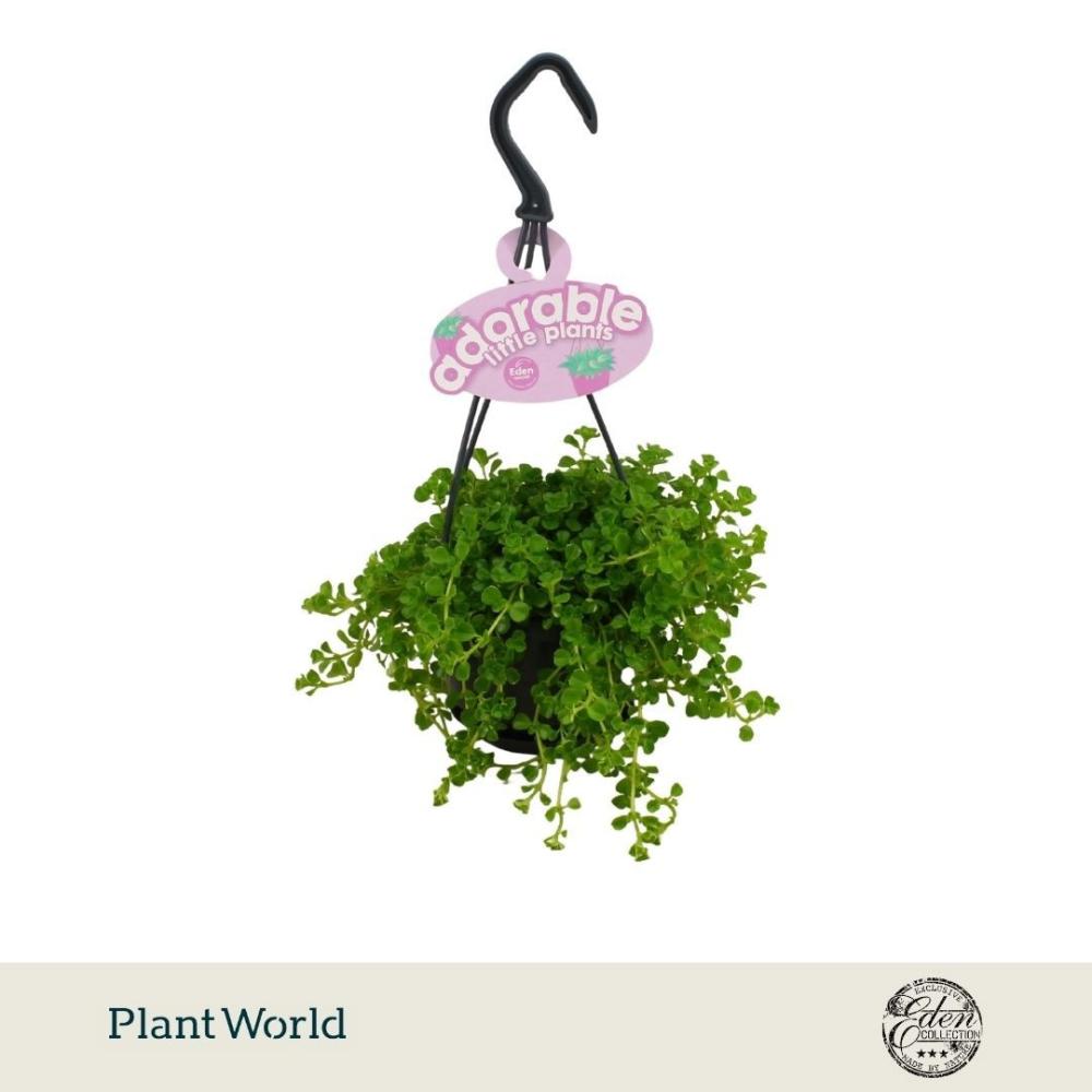 Pilea