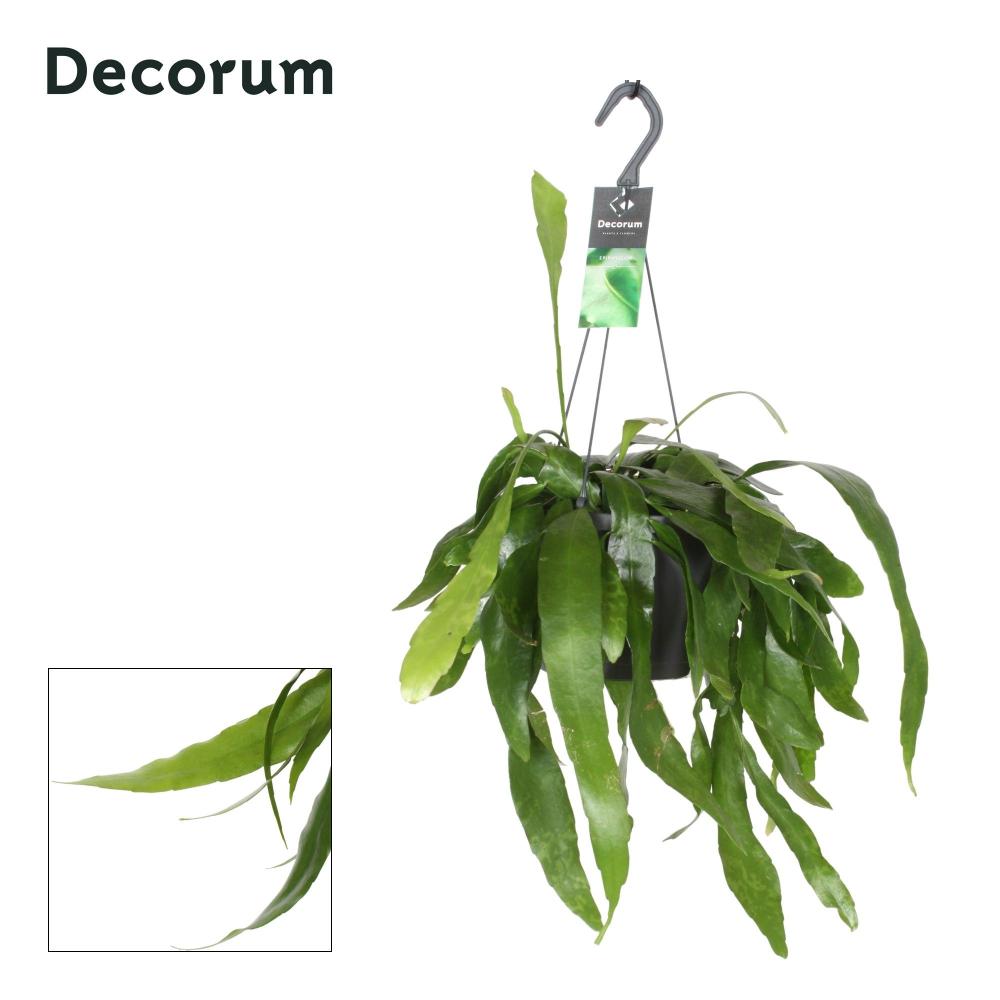 Epiphyllum