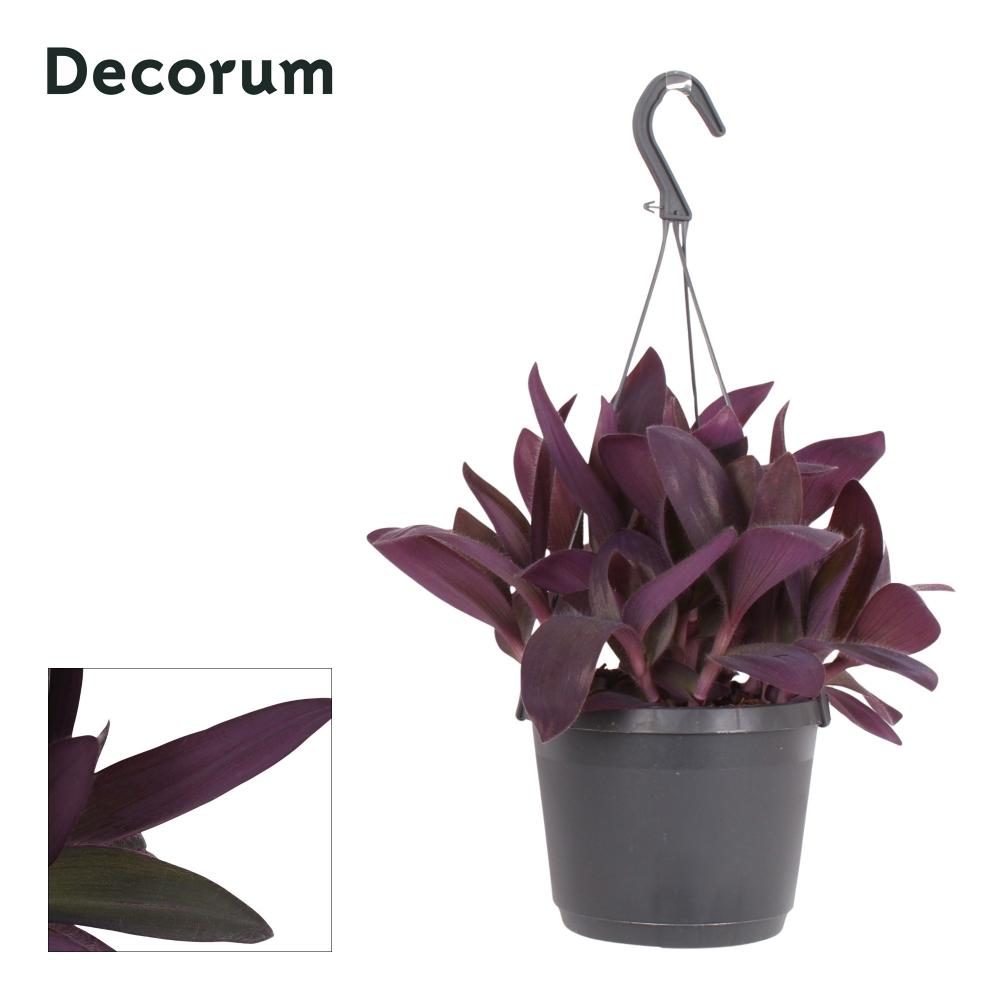 tradescantia