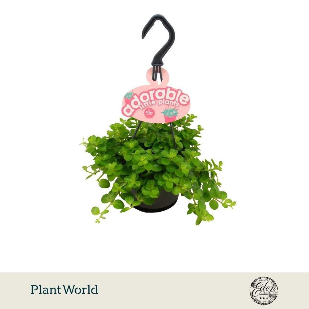 Peperomia
