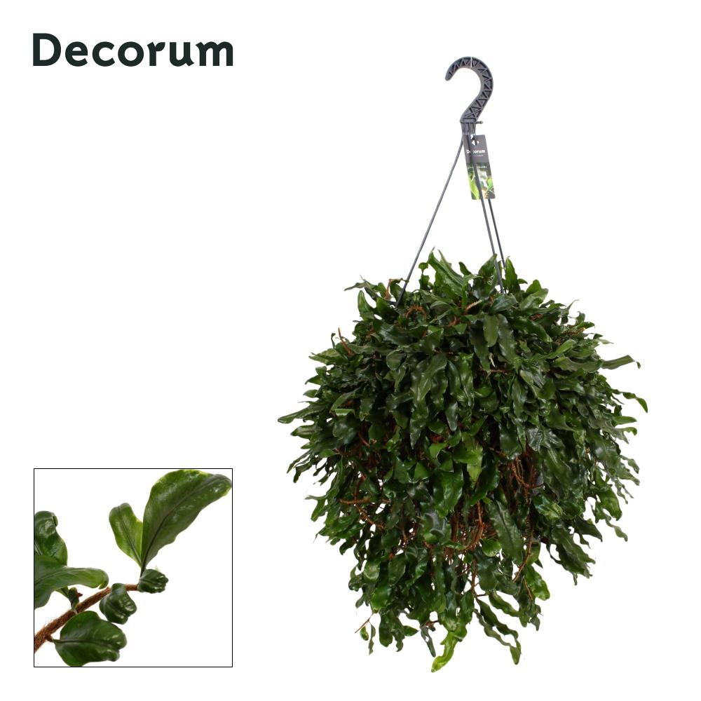 Microgramma