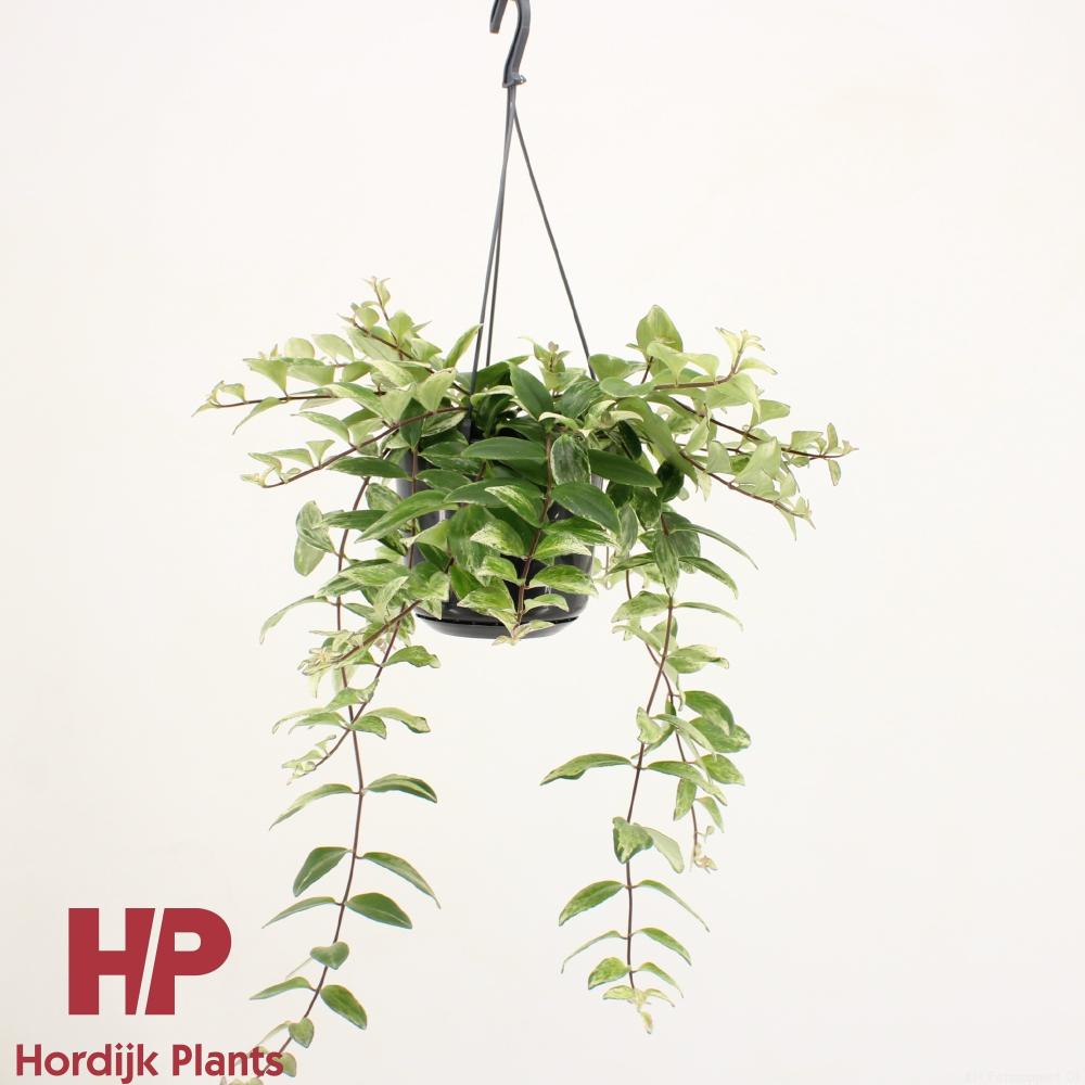 Aeschynanthus