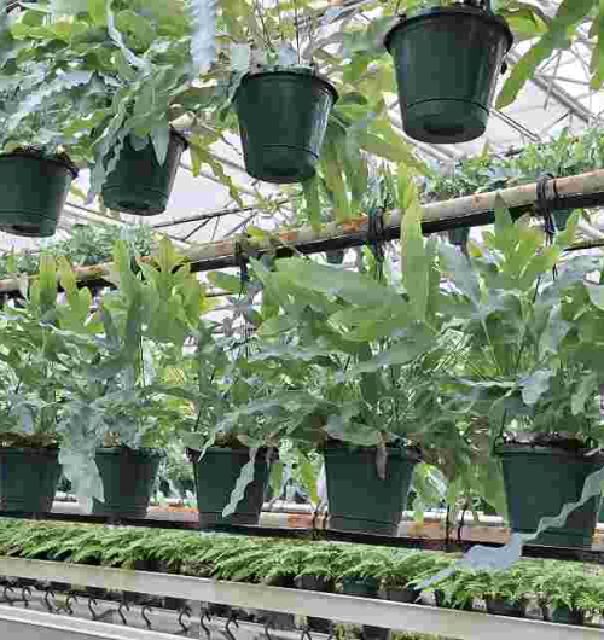 plantes en suspension