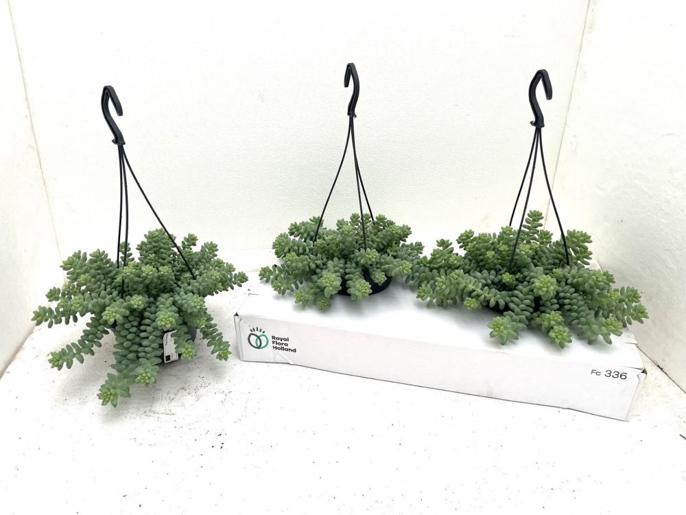 Sedum