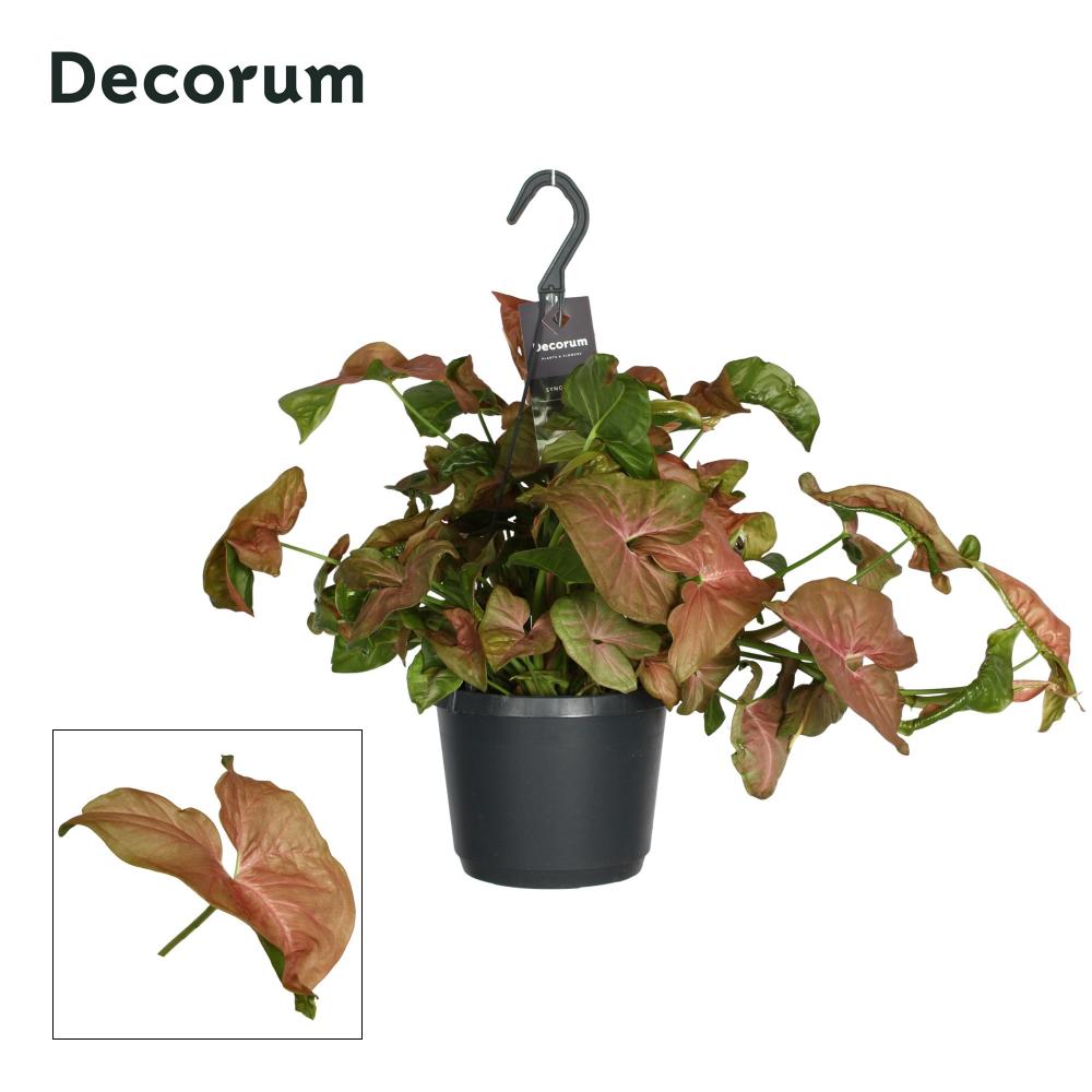 Syngonium