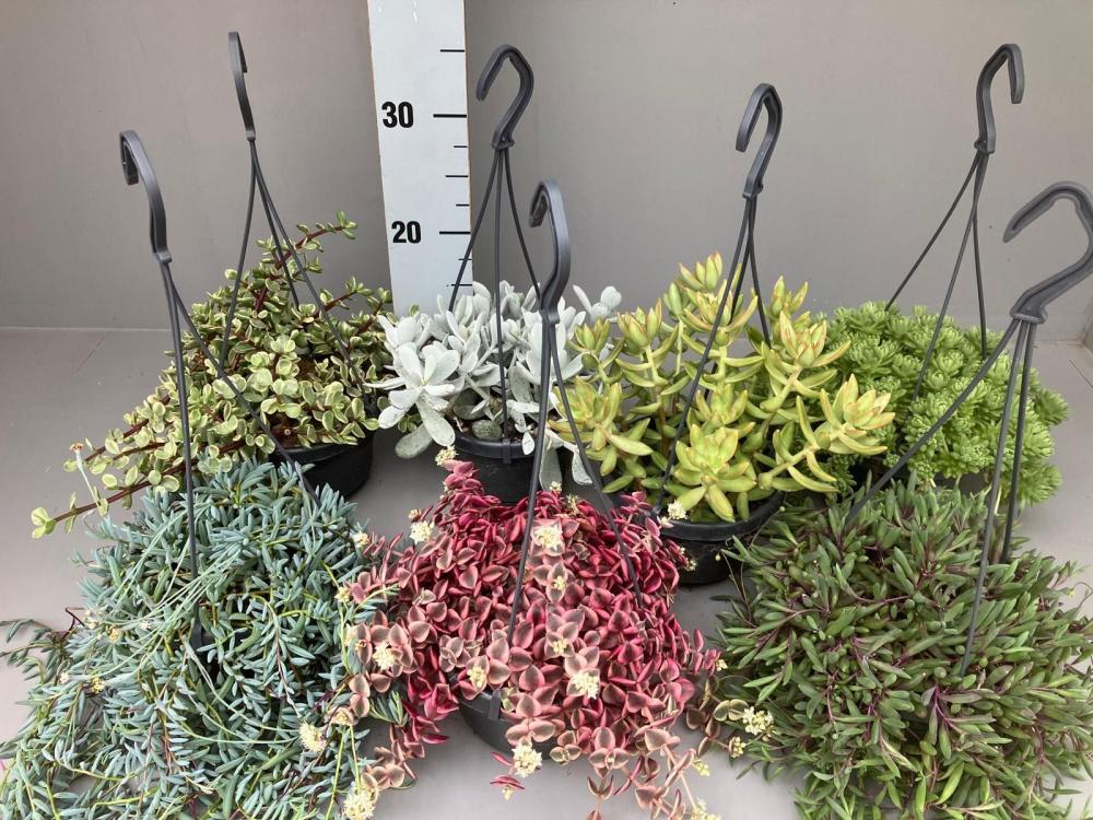 Succulentes