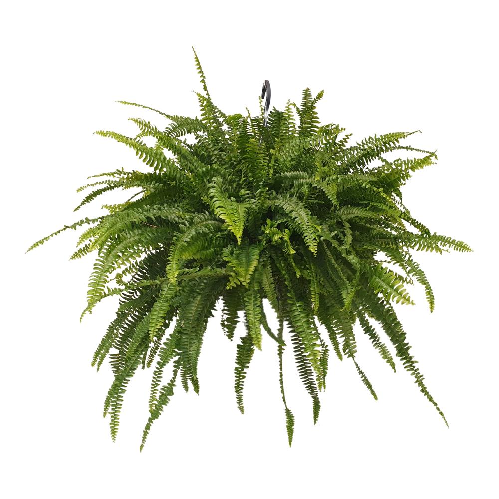 Nephrolepis