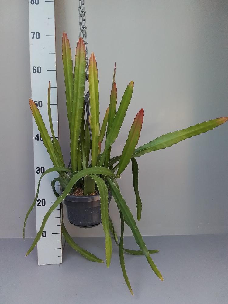 Epiphyllum