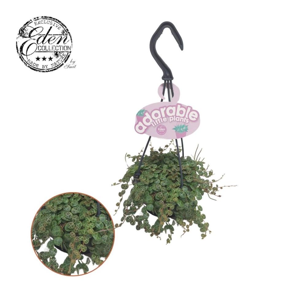 Peperomia