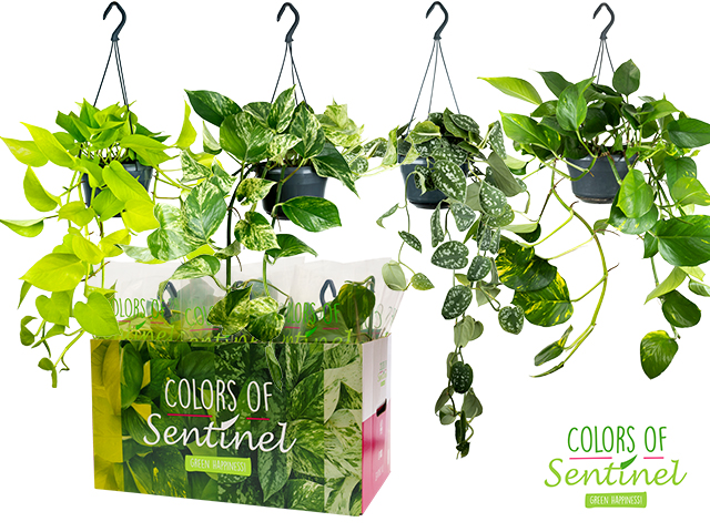 Scindapsus